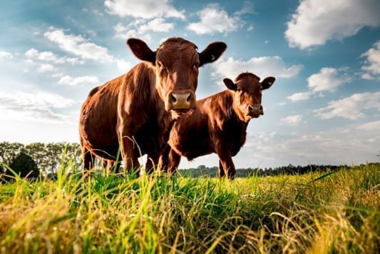 Two cows in cattle farm at Alman Partners True Wealth