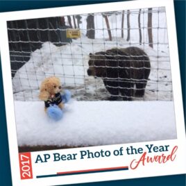 AP Bear Award Tiles 2017