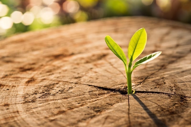 Seedling in Tree Stump